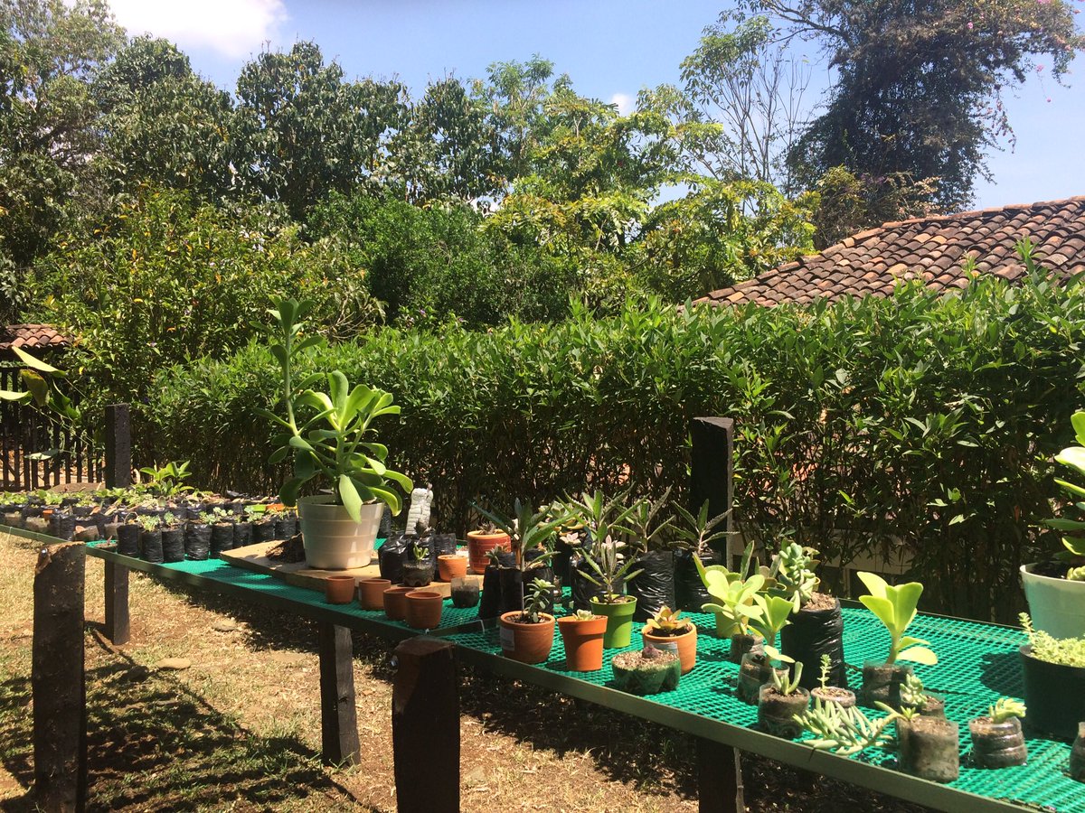 Fun_Univerde's tweet image. Visitamos en el Parque de la Salud, en Pance, entrada 2, un proyecto excelente con componentes sociales y ambientales, liderado por el @mincultura en varios departamentos del país. En Cali se llama Escuela Taller de Jardinería,los alumnos son jóvenes en situación de riesgo.