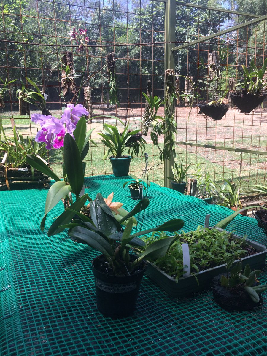 Fun_Univerde's tweet image. Visitamos en el Parque de la Salud, en Pance, entrada 2, un proyecto excelente con componentes sociales y ambientales, liderado por el @mincultura en varios departamentos del país. En Cali se llama Escuela Taller de Jardinería,los alumnos son jóvenes en situación de riesgo.