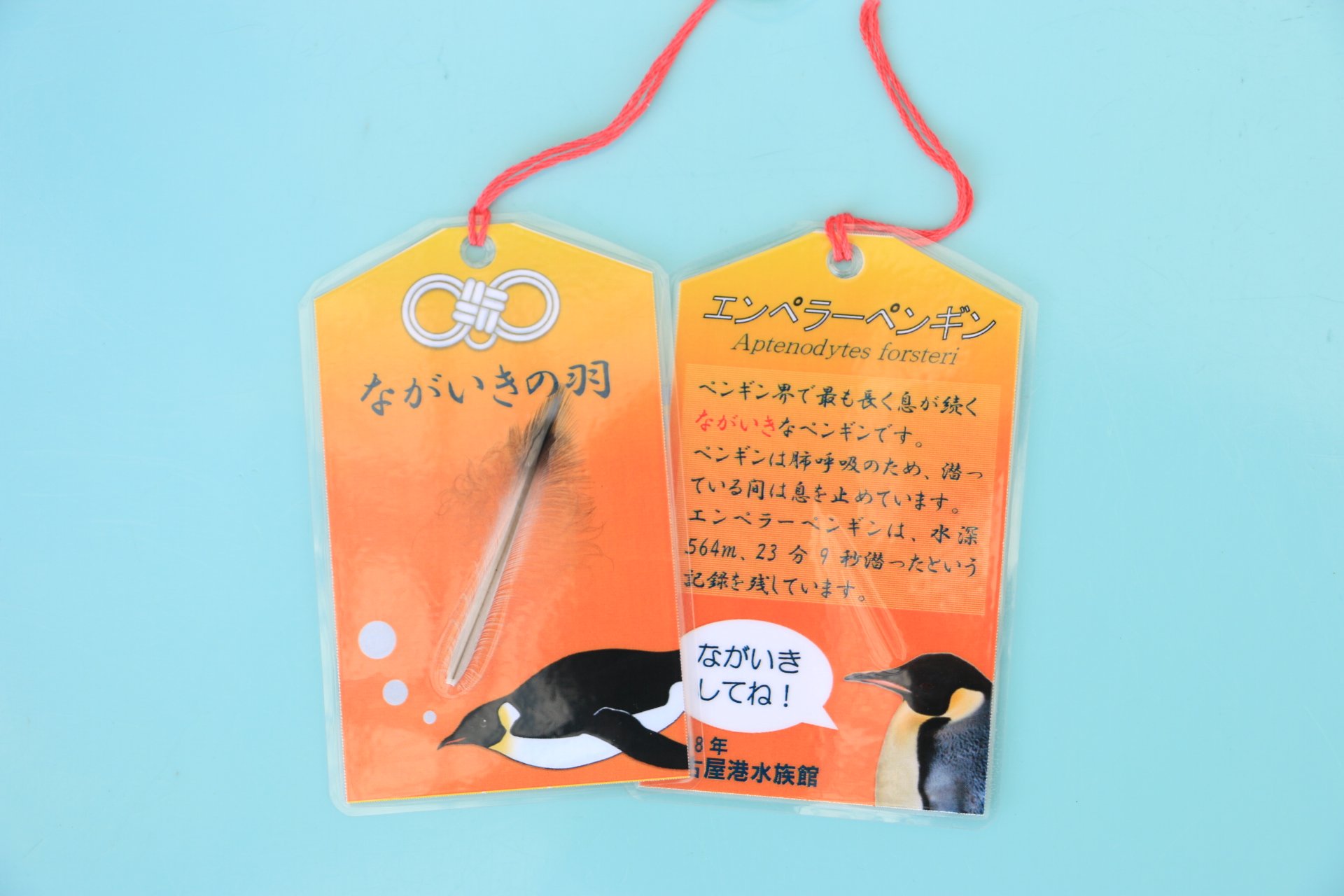 Amazon.co.jp: 名古屋港水族館 ペンギンの羽根キーホルダー 全4種