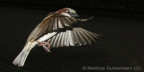 BirdNoteRadio's tweet photo. House Sparrows —highly adaptable birds – have been seen activating electric-eye sensors to fly into restaurants, supermarkets, and home supply stores. #HouseSparrow #ornithology https://t.co/80037M0v2M https://t.co/ZSh0Huturw