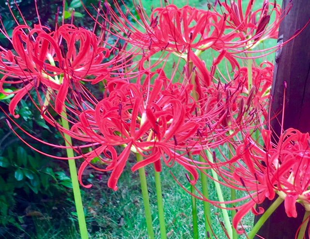 tic_kawagoe's tweet photo. How do you call it?
A long and hot summer is over at last, and it is the time for this red flower. 
Some would say “cluster-amaryllis” others would “#red_spider_lily “ or “hurricane lily”. Yes ,it has many names. They are seen at #Nakain’s beautiful garden now. @tic_kawagoe https://t.co/T1BvRhb4qf