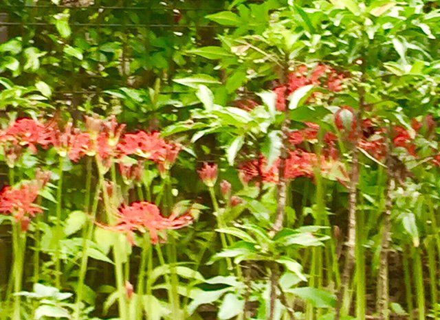 tic_kawagoe's tweet photo. How do you call it?
A long and hot summer is over at last, and it is the time for this red flower. 
Some would say “cluster-amaryllis” others would “#red_spider_lily “ or “hurricane lily”. Yes ,it has many names. They are seen at #Nakain’s beautiful garden now. @tic_kawagoe https://t.co/T1BvRhb4qf