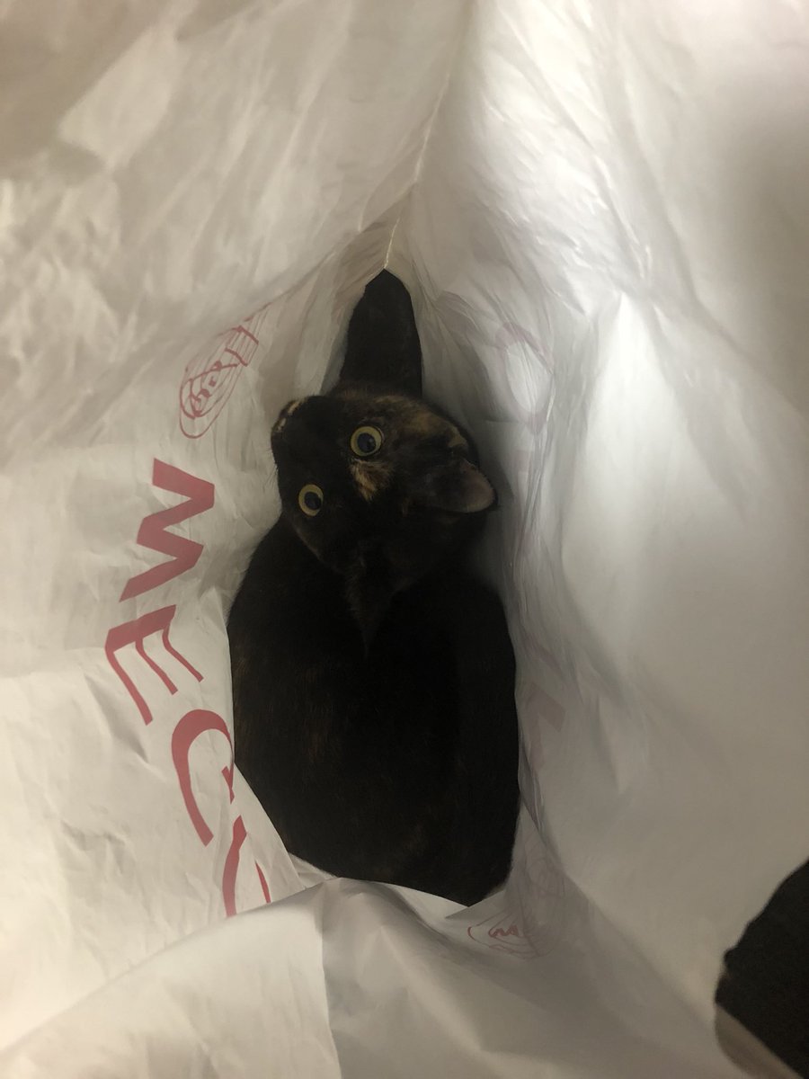 bunta_cat's tweet image. WEGOとななちゃん