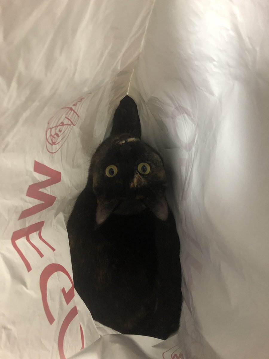 bunta_cat's tweet image. WEGOとななちゃん