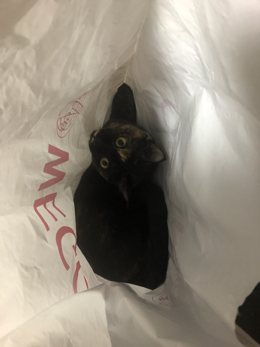 bunta_cat's tweet image. WEGOとななちゃん