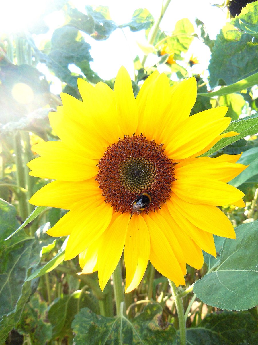 Morgens erstmal einen #Kaffee, damit der Tag angenehm beginnt. #Nice ist auch der 69 % #Rabatt, den es in dieser #Woche mit #Gutschein-Code auf diese Kapselmaschine gibt: tec-finder.com/wochen-angebot…

#tech #Deal #Wochenangebot #Angebot #Technik #Angebote #Kaffeemaschine   <a href="/heinermic/">Heiner Mic</a>