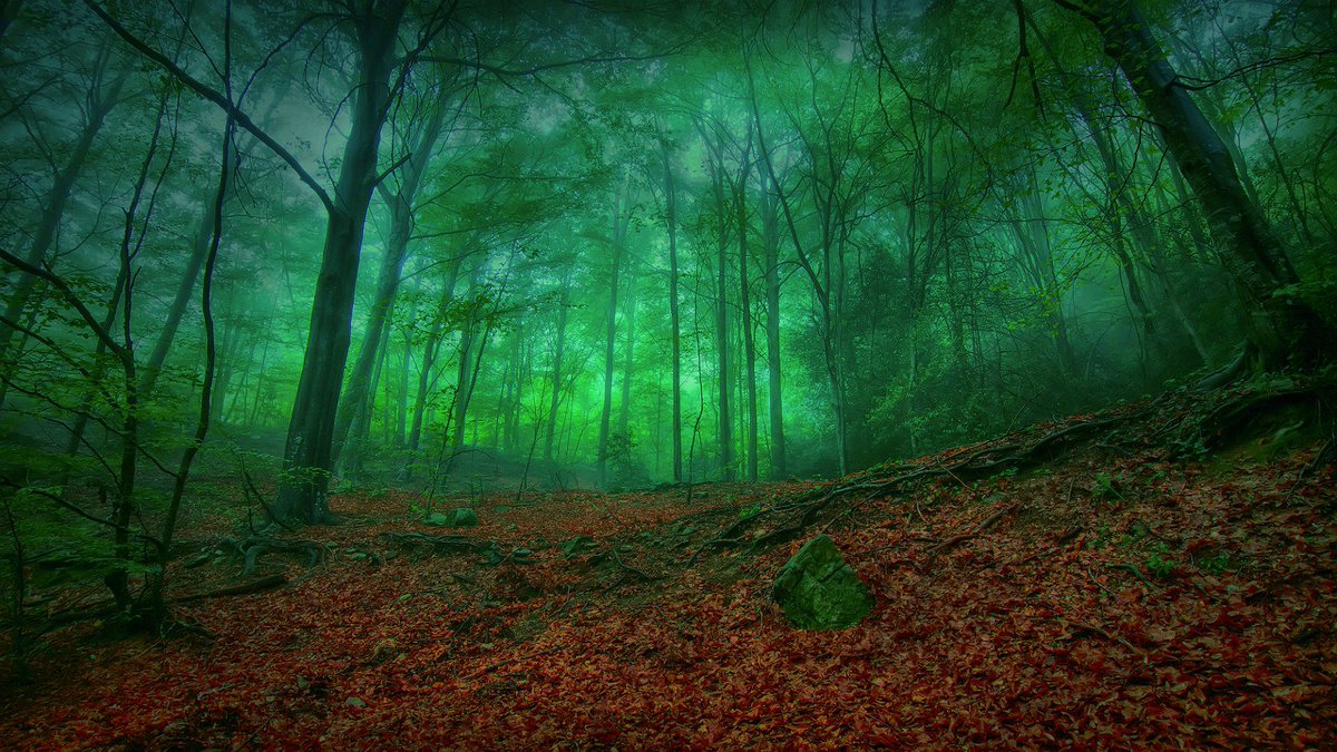 EPaganism's tweet photo. When you inhale the forest air of #Europe, you feel the breath of thousands of your ancestors. Blood and nature are expressions of the same eternal divine force. https://t.co/lIaZ9amFZA