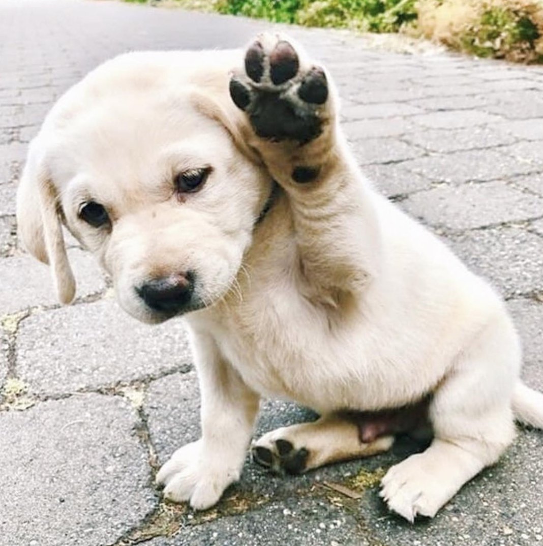 Raise your hand if this weekend went by too fast 💤🐾 📸<a href="/shopplanetblue/">Planet Blue</a>