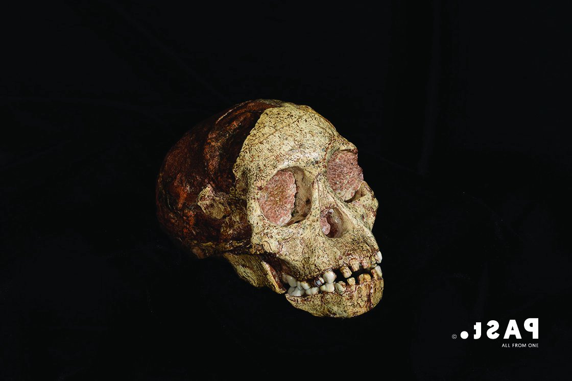 PASTEvolve's tweet image. This #HeritageMonth we remember how the scientific evidence of our origins highlights our African birthplace and our place in nature – and renew our commitment to working towards #HumanUnity and #NatureConservation
#SharedOrigins 
#AllfromOne 
#AfricanPalaeontology
#taungchild