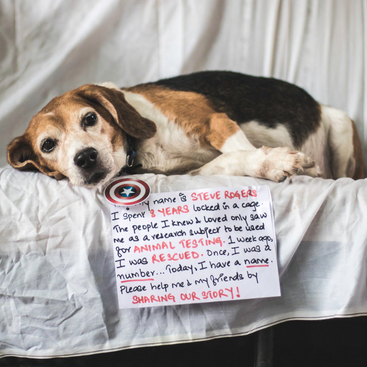 resqct's tweet photo. Hi! My name is #SteveRogers, and I'm a #freagle 🐾 @ChrisEvans please help me and my friends spread the word about laboratory-tested beagles! https://t.co/p50vuysrRN