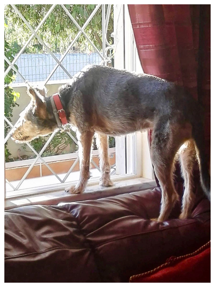 lizzie_hubbard2's tweet photo. My girl🐕 on gecko 🦎 duties❤️😎
#pet #doglovers #dogs #ilovemydog
#guardog https://t.co/r0DE4hNl4y