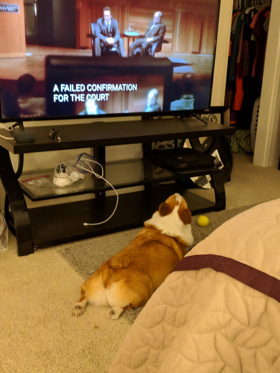 Cmcgraw89's tweet photo. Ruby likes to watch West wing with me @WhitfordBradley https://t.co/sbgIPBmGga
