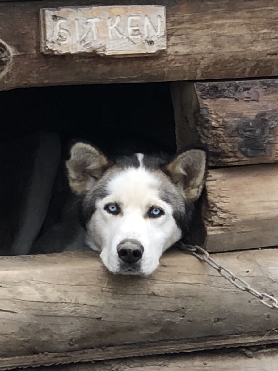 JulesHalvy's tweet photo. Fascinating to learn about sled dogs and how much they are used in #DenaliNP. Beautiful, smart & strong! We were lucky enough to see some 2 week old pups too! #Alaska https://t.co/Uz8HHlltOD