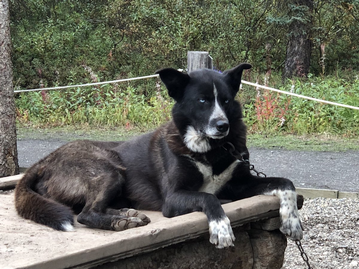 JulesHalvy's tweet photo. Fascinating to learn about sled dogs and how much they are used in #DenaliNP. Beautiful, smart & strong! We were lucky enough to see some 2 week old pups too! #Alaska https://t.co/Uz8HHlltOD