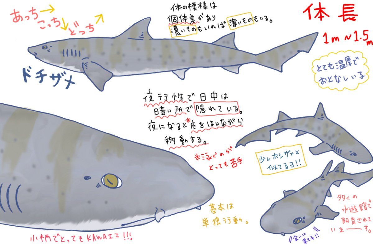 🦈めかぶ🦈 on X