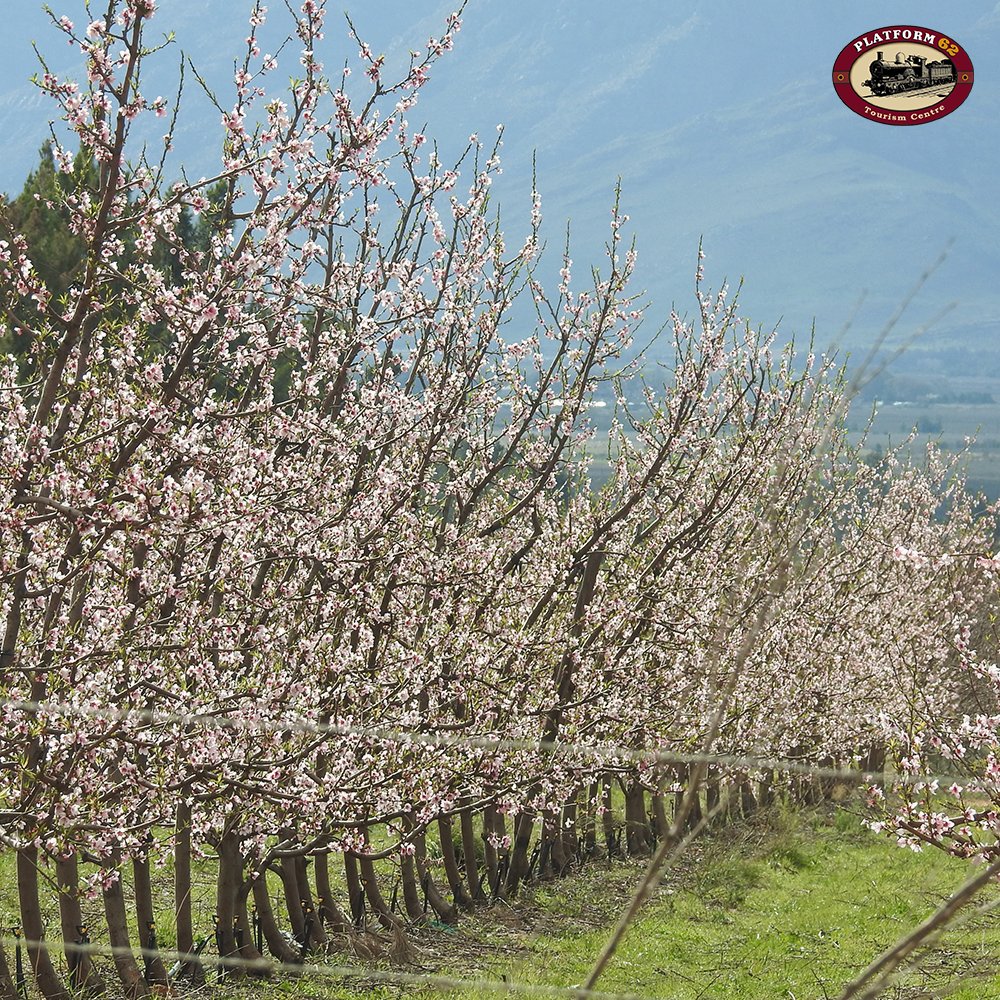 Platform62's tweet image. Sunny seasons are here, come taste and see the wonders on offer! #VisitRoute62