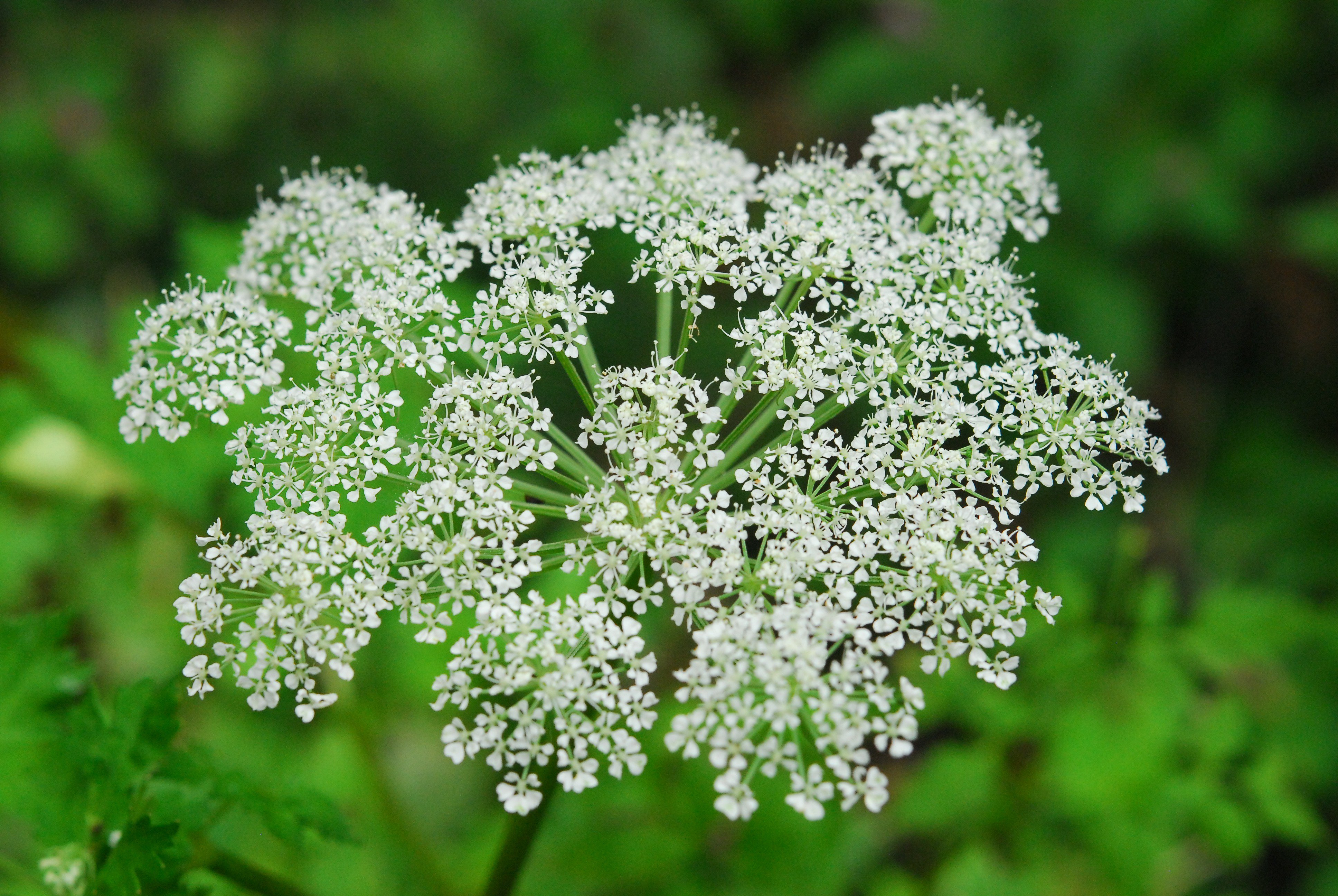 六甲高山植物園 シラネセンキュウ の花が咲いています セリ科シシウド属 山地の林緑や湿った草地などに生える多年草 白く細かい花をたくさん咲かせます ぜひ近くで見てみて下さい 湿生植物区のあたりで T Co Wleiky2og2 Twitter