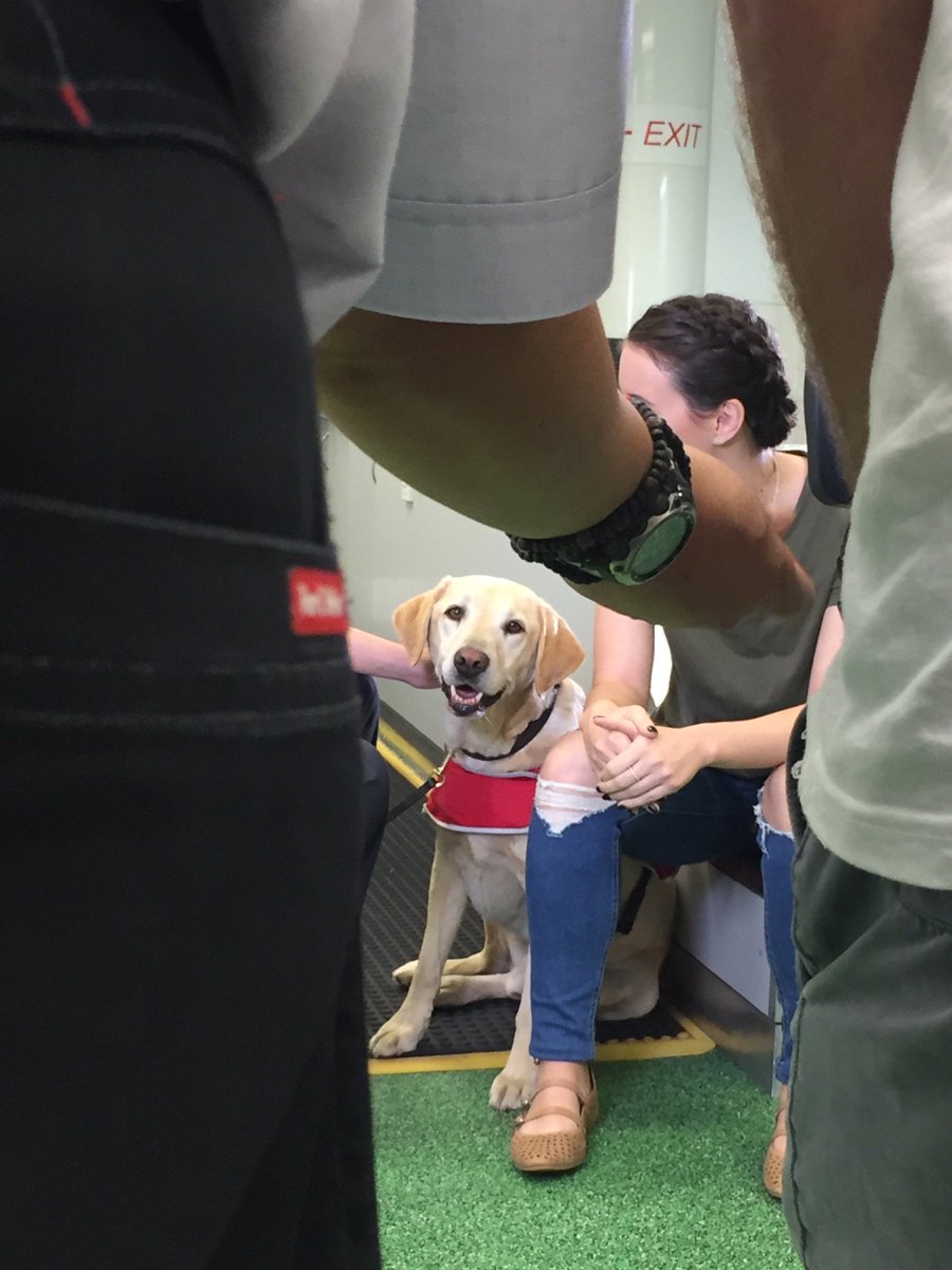 DAFFgov's tweet image. Don’t miss our pawsome biosecurity detector doggos when they take the spotlight on Channel 9’s BrainBuzz tomorrow morning! | #9BrainBuzz #detectordogs  @9BrainBuzz
