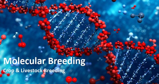 #MolecularBreeding technologies are in the nascent stage of growth in the #plant and #livestock #breeding industry. #NorthAmerica accounted for the largest share.
Download PDF Brochure@ bit.ly/2xgAKgq 
@marketsmarkets
#GenomicSelection #CropBreeding #LivestockBreeding