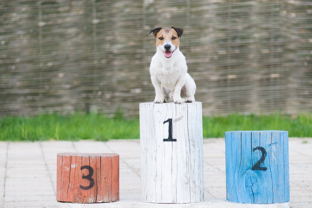 City2Surf (@city2surfsydney) on Twitter photo Running with your pup at the #CanberraTimesFunRun? Celebrate your paw-some achievement with a pic at the <a href="/salesforceapac/">Salesforce APAC</a> Hub's Puppy Winner Podium! πΎ canberratimesfunrun.com.au Running with your pup at the #CanberraTimesFunRun? Celebrate your paw-some achievement with a pic at the <a href="/salesforceapac/">Salesforce APAC</a> Hub's Puppy Winner Podium! πΎ canberratimesfunrun.com.au