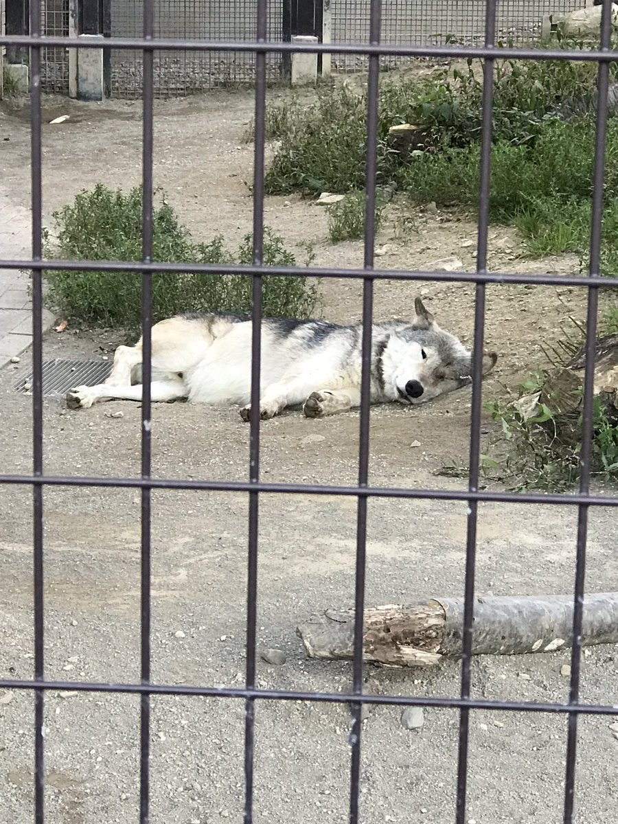 オオカミの寝方があまりにも犬々しくて 近所の犬にしか見えない 犬じゃないの と盛り上がるtl Togetter