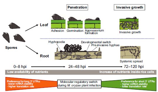 #NewsCBGP - Virulence and signalling mechanisms are regulated by the length of the 3' ends of mRNAs in the rice blast fungus
🇪🇸 - goo.gl/sdbVbV
🇬🇧 - goo.gl/SmcnjB
#somosUPM