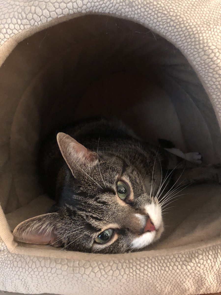 green_eyed_doll's tweet photo. #MeetEV #TeenCat #EV #ExposureValue #SometimesGargamel #GrowlsAtKittens  #PerfectForTwitter https://t.co/0ZCAsftxZG