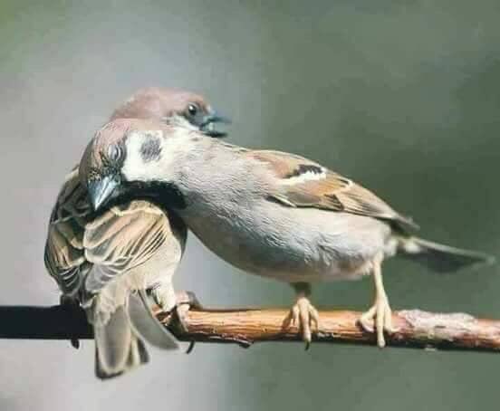 RaedFt92's tweet photo. جئتكِ من كل منافي العُمر، أنام على نفسي من تعبي 💚 .. https://t.co/xf5uOoz12l