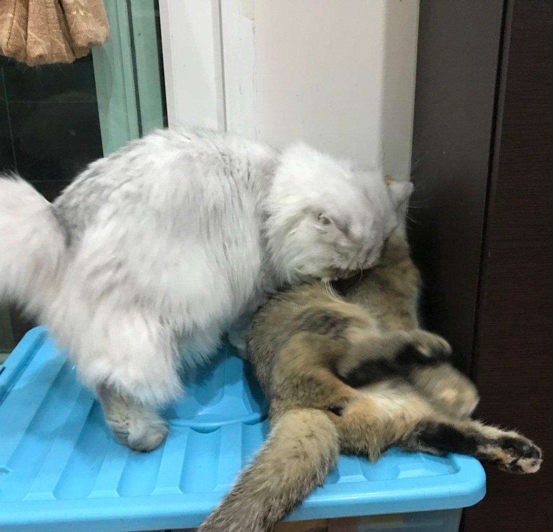 Bonusiie's tweet photo. รำคาญโง้ยยย https://t.co/mHyIckSctZ
