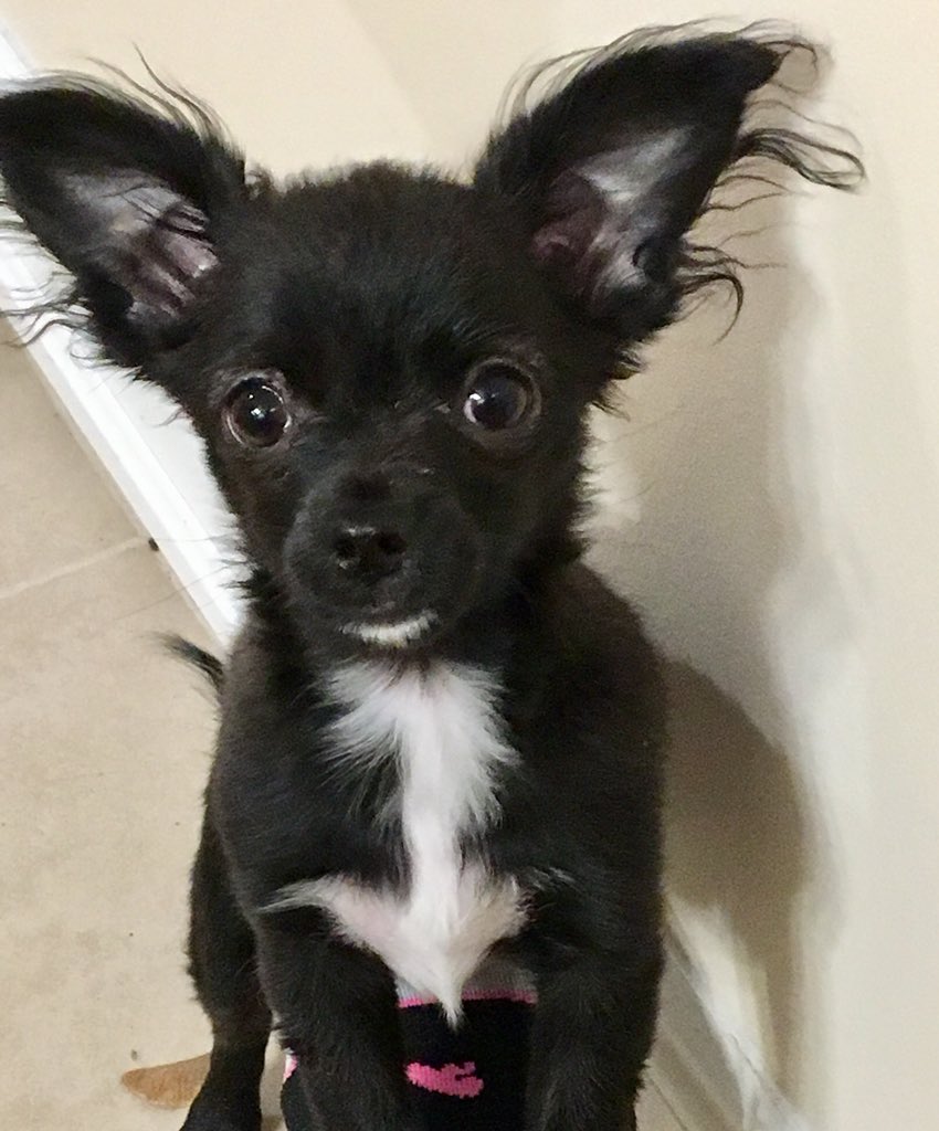 tinadeforest's tweet photo. @Vikings #Diggsy
#Vikings
Our puppy names after #StefonDiggs https://t.co/lXXsyAw4TT