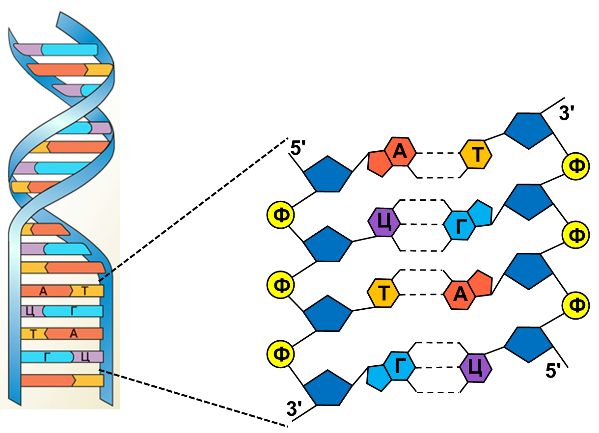 Ген это фрагмент молекулы. Структура цепи ДНК. Строение Цепочки ДНК. Схема строения молекулы ДНК. Схема структуры ДНК.