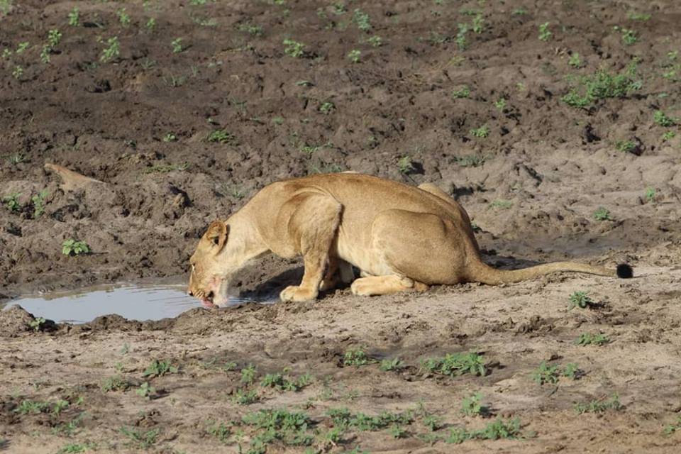 StarMount Safaris tweet media