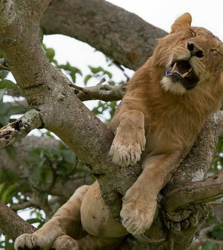 StarMount Safaris tweet media