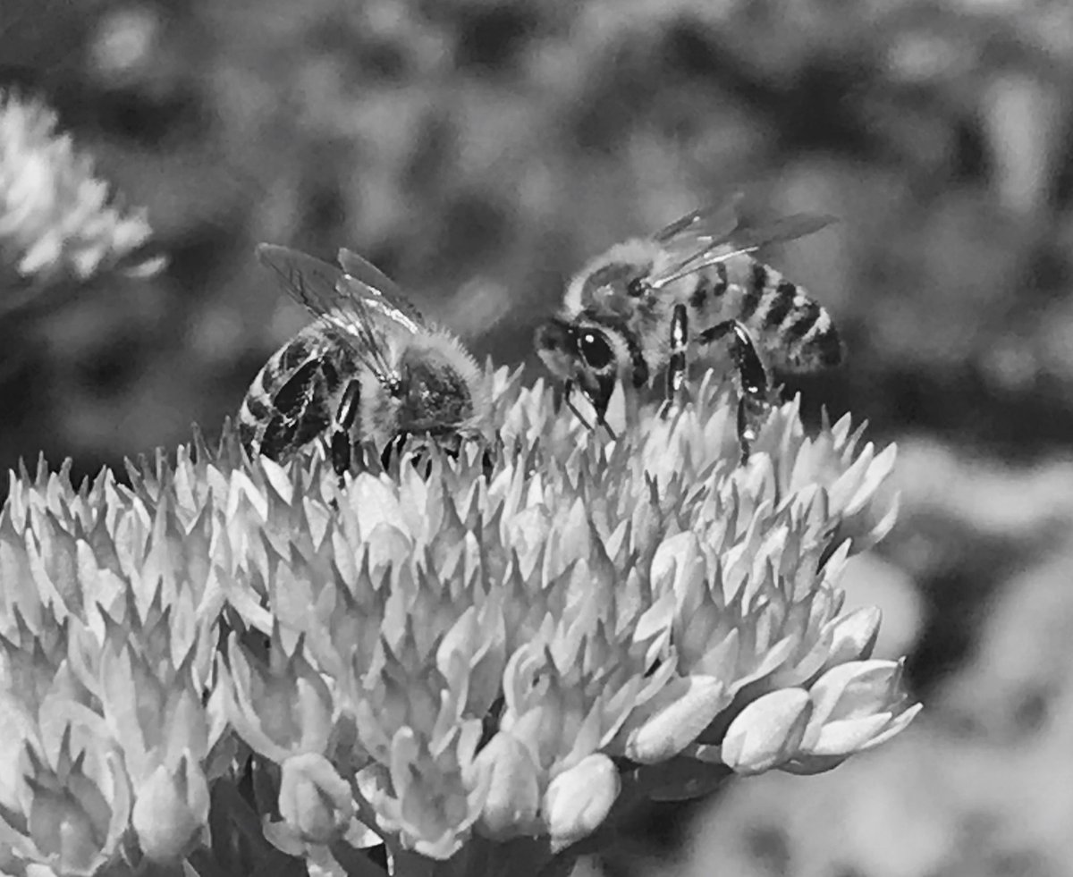 Anne_W_L's tweet image. B/w Challenge #howmanydays? #cannotstop ⁦@fight_director⁩ ⁦@Safer_Place⁩ ⁦@Writer_DG⁩ #gotellittothebees