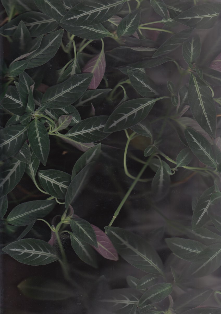 Sabba Keynejad tweet media