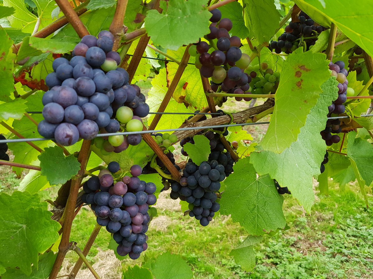 Looking at a great harvest this year with the Rondo at Blackboys vineyard, East Sussex <a href="/tickeragewine/">Tickerage Wine</a>