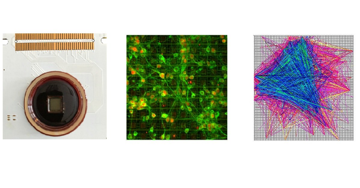 3Brain's tweet photo. Brand new paper on PLOS Computational Biology! Our CMOS-MEA platform is used to estimate excitatory and inhibitory links from large-scale neuronal networks!
https://t.co/JgVD6eBglr
#CMOS-MEA #Neuronal Networks #3Brain https://t.co/NwwTFelC3c