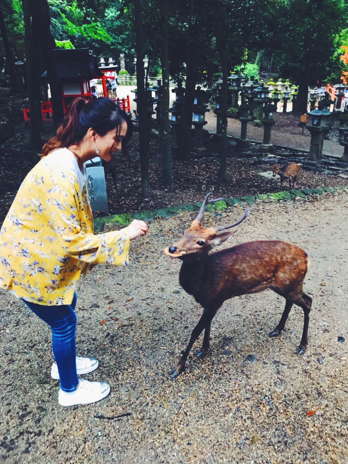 Leola Official 鹿が可愛いすぎた件 こんだけ可愛かったら 鹿せんべい 食べさせちゃうよー笑 Leola 奈良公園 T Co Y9uyawuwtp Twitter