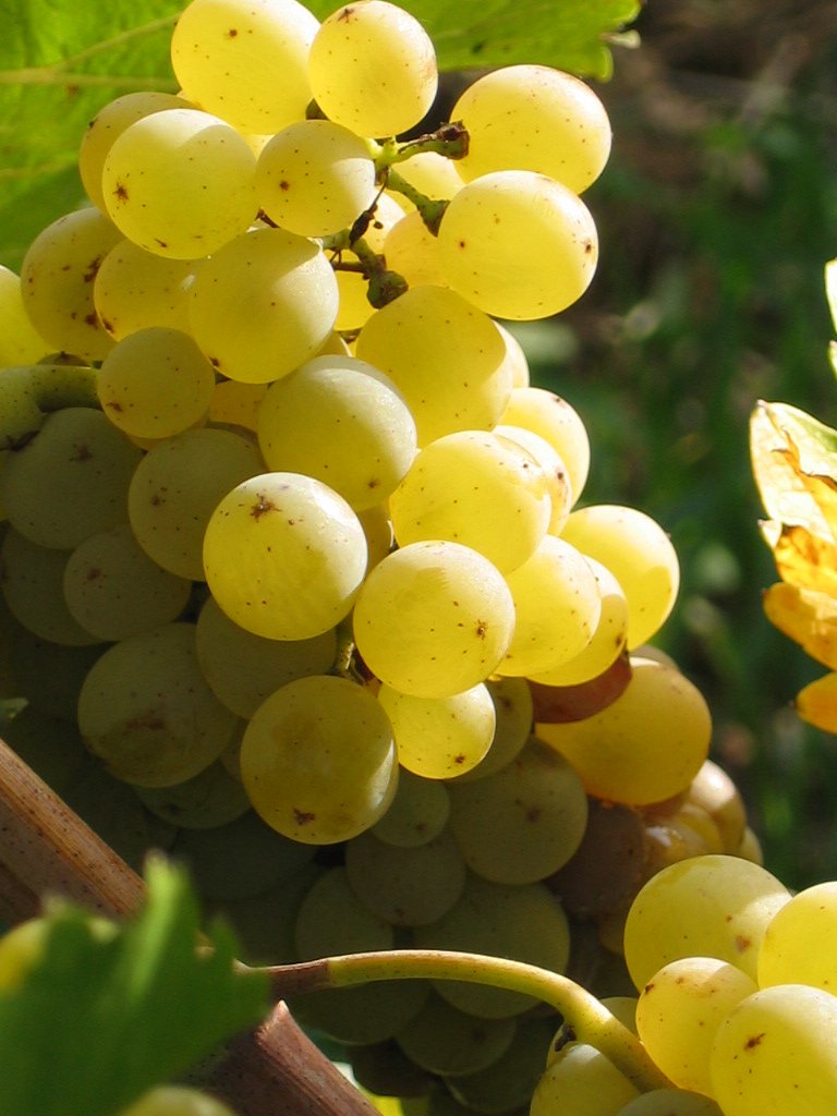 Techniloire's tweet photo. Vers un outil pertinent pour suivre la #maturité du #chenin et anticiper les dates de #vendange, à l’image de Prévimat modèle développé sur le #cabernetfranc https://t.co/zUeV3YgUnx @vignevinfrance  @vigneron_vdl  @SophieBeauclair  @vinsvouvray https://t.co/pUcN2iI7KB