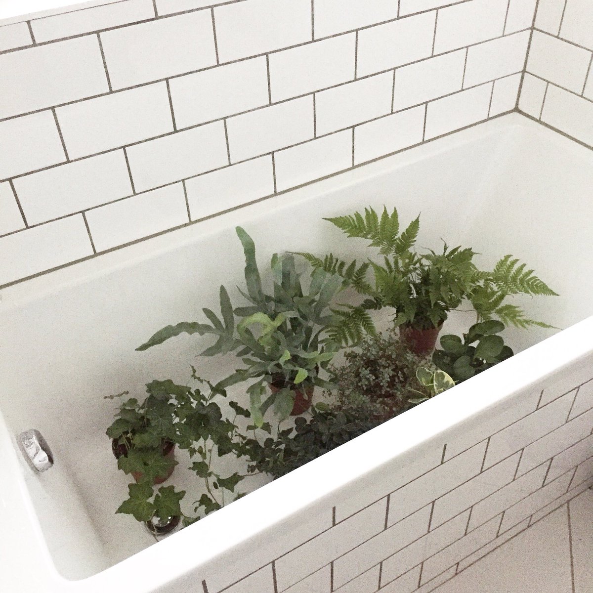 iHeartThreadsCo's tweet image. Bath time for my plant pals! 💦🌱 So, I’ve just figured out I also need to be FEEDING my plants, not just WATERING them! {total plant newb!} Any advice would be greatly appreciated! #helpmekeepmyplantsalive