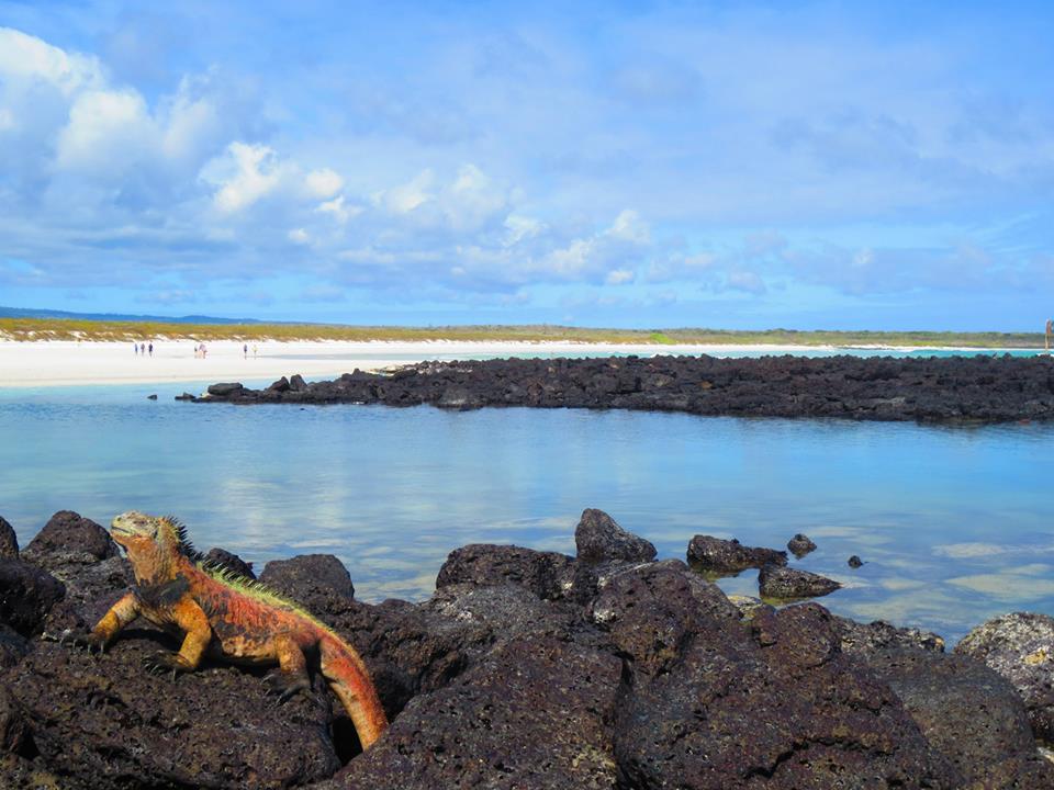 エクアドルのガラパゴス諸島。ダーウィンの「種の起源」で有名でもある。生物の教科書にも載っている生きる標本が目の前に！