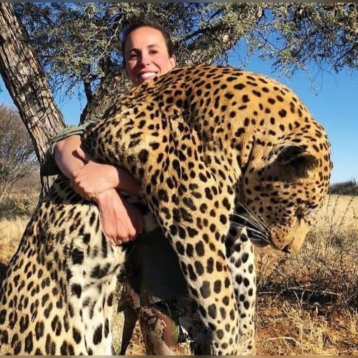 TCheminant's tweet photo. Sadistic Bitch !
This leopard ranks as potentially the 9th largest leopard ever hunted.
#stopbiggamehunting https://t.co/gUkDUQoE2Z