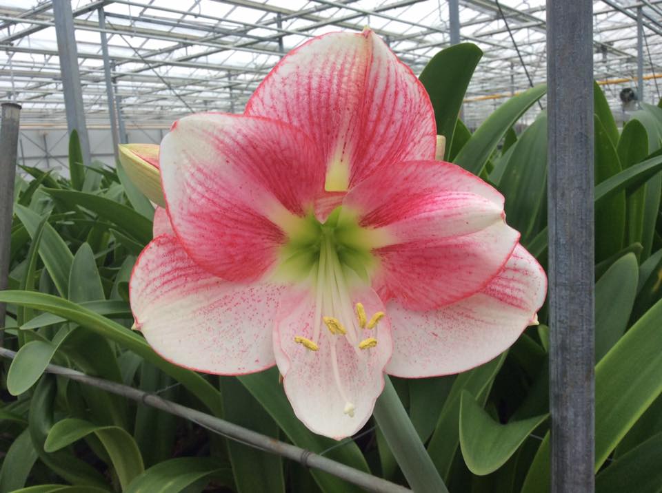 VermeulenGerard's tweet photo. Vindt u dit ook niet met "uitzondering" één van de mooiste #Amaryllis ?#Exeption Morgen op #klok1 verkrijgbaar @VOFEvers https://t.co/F6aJ3tWh7c