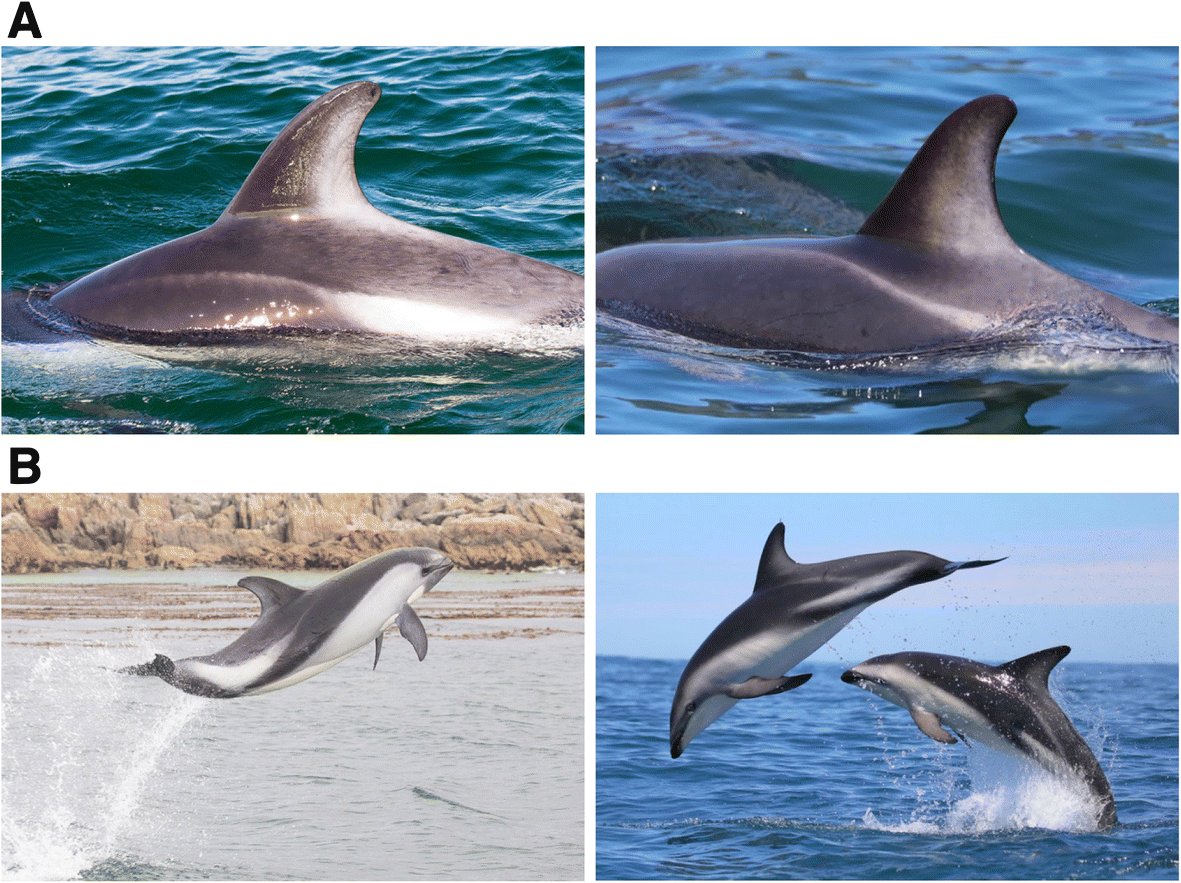 animalplantsci's tweet photo. The elusive #Dusky #Dolphin has been recorded around the Falkland's for only the second confirmed time. https://t.co/DTx4t9E6gp #duskydolphin #falklands https://t.co/QCx0Bjfpoy