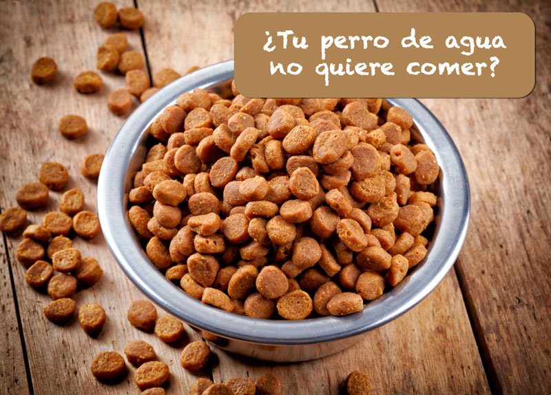 ¿Tu perro de agua no come? Conoce porqué le puede estar pasando esto y cómo puedes solucionarlo...
elperrodeagua.com/perro-de-agua-… 
#PerroDeAgua #PerroTurco #PerrodeLanas #ComidaPerro #AlimentaciónPerro