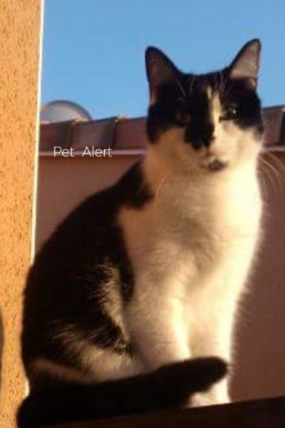 larg noir chatte