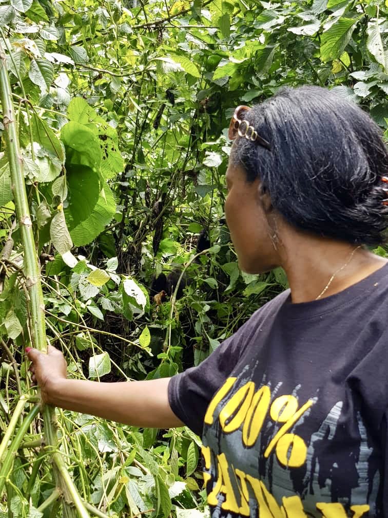 visitKampala's tweet photo. .@KCCAED tracked Mountain Gorillas 🦍in Rushaga Gorilla Camp—Bwindi Impenetrable National Park. #Uganda is gifted w/ so much #Tourism potential. Commendable effort by @KCCAED in promotion of 🇺🇬’s tourist products. #VisitUganda to have an unforgettable experience! #ILoveUganda https://t.co/QFMqN8XnVa