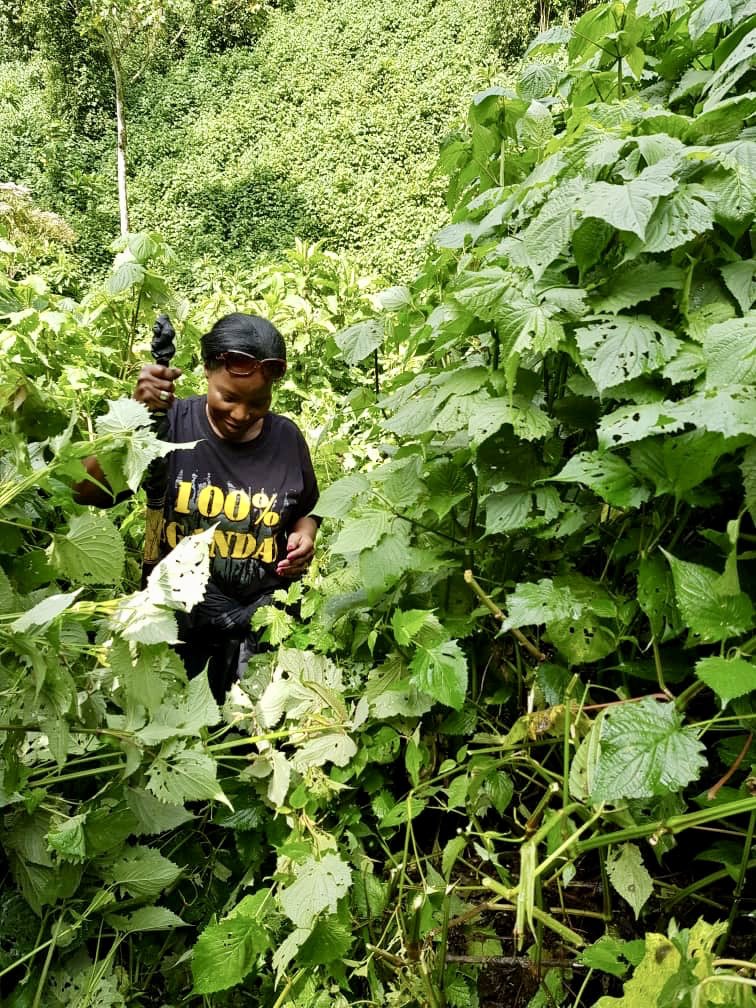 visitKampala's tweet photo. .@KCCAED tracked Mountain Gorillas 🦍in Rushaga Gorilla Camp—Bwindi Impenetrable National Park. #Uganda is gifted w/ so much #Tourism potential. Commendable effort by @KCCAED in promotion of 🇺🇬’s tourist products. #VisitUganda to have an unforgettable experience! #ILoveUganda https://t.co/QFMqN8XnVa