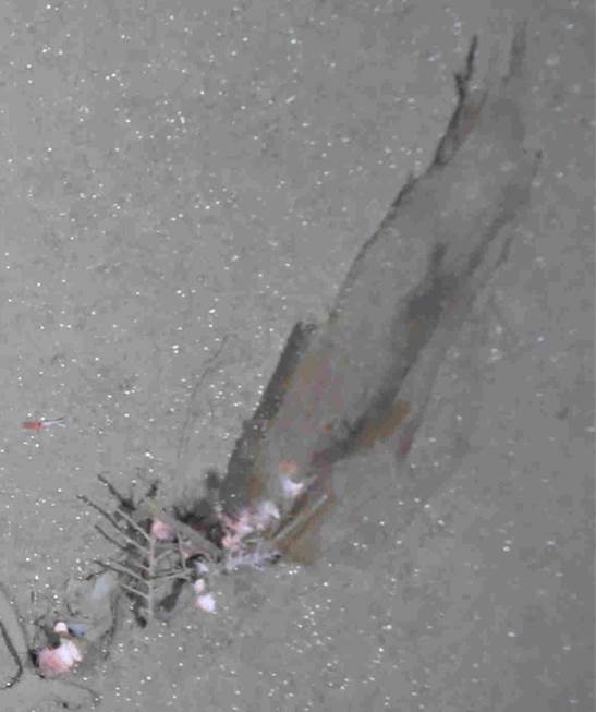 MelanieBergma18's tweet photo. What does the #Arctic #deepsea floor of the southern #HAUSGARTEN station look like after 1 year? Pretty much the same at 1st sight but it'll take time to analyse 700+ images taken during last night's camera cast.Some nice scenes but also #plastic at 2500m depth #MSM77 @AWI_Media https://t.co/FsFFLmWfAy