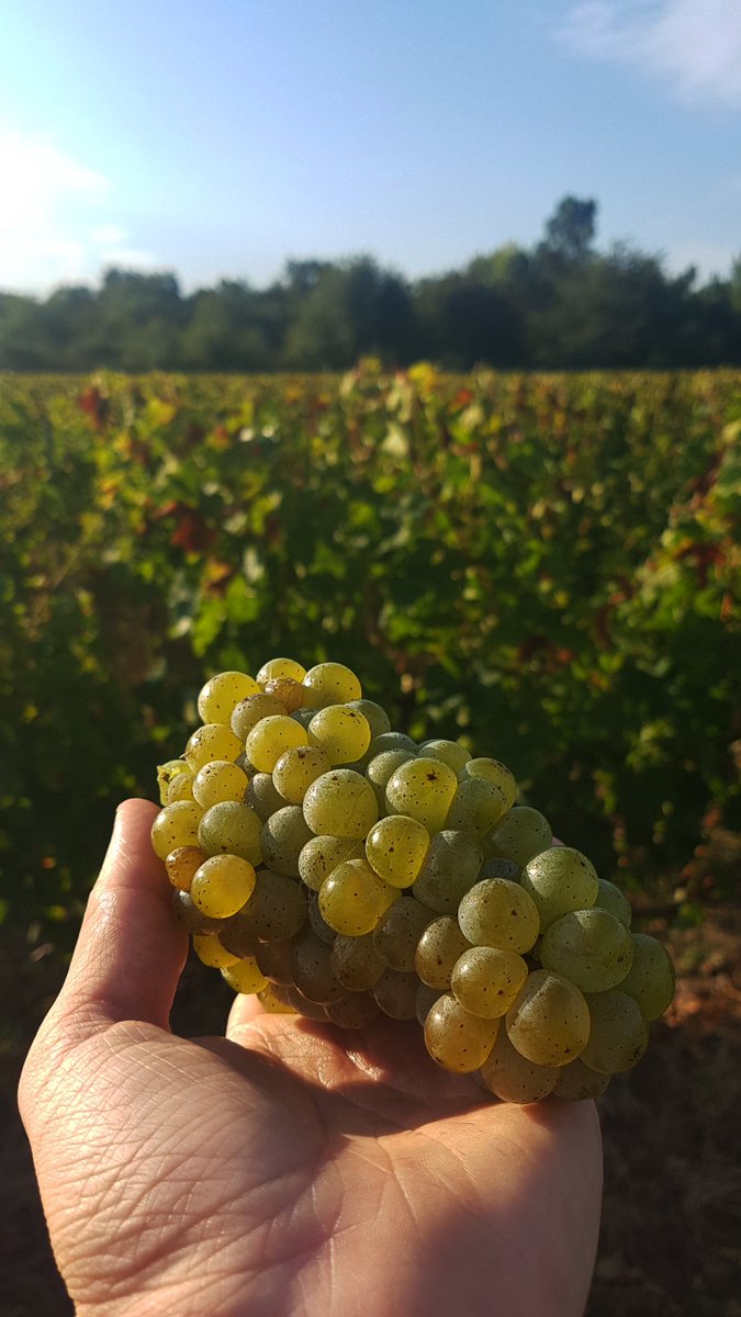 RollanDeBy's tweet photo. Le bal est ouvert, c’est sous un soleil radieux que nos vendangeurs s’attaquent à nos parcelles de Sauvignon Blanc. https://t.co/R3IuctNP8G